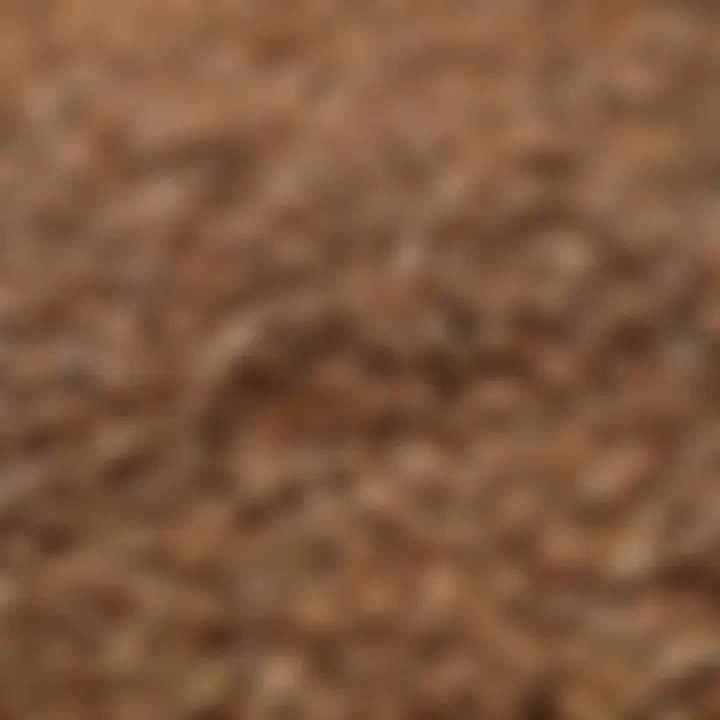 A close-up of rye grains showcasing their texture and color