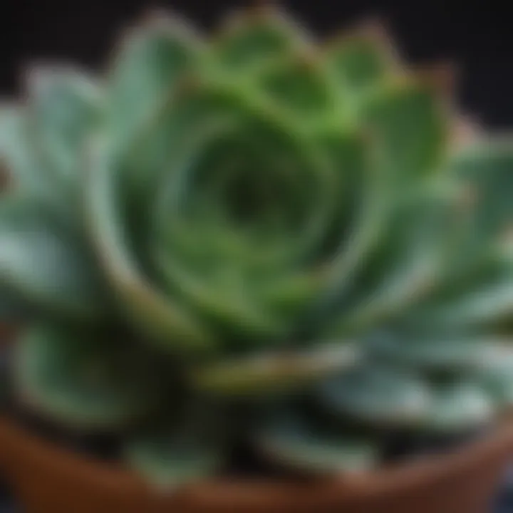 Close-up of a succulent with droplets of water on its leaves