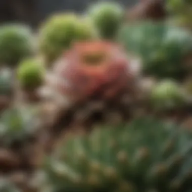 A succulent garden showcasing various species in natural sunlight